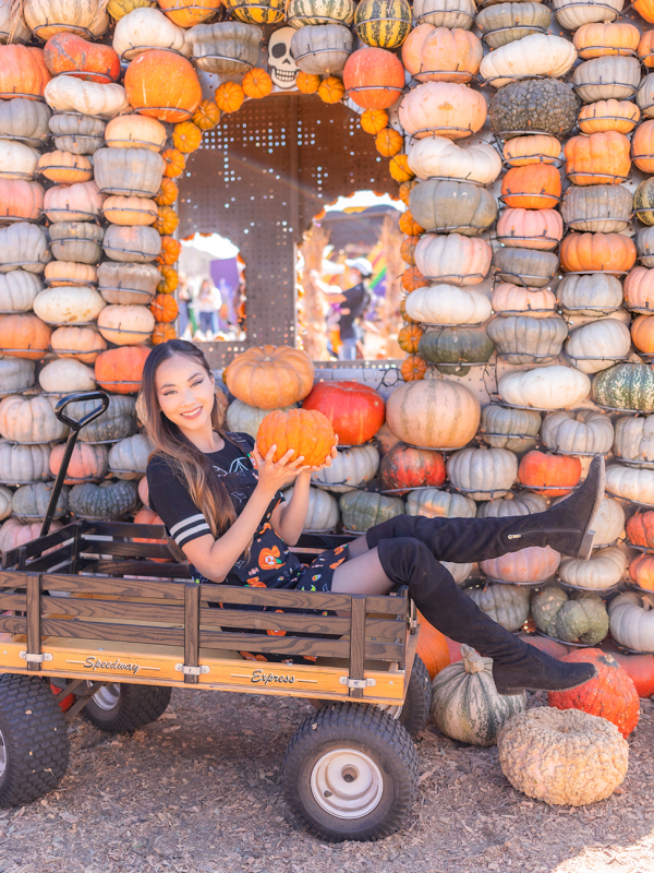 Pumpkins and Spiders and Mice, oh my!