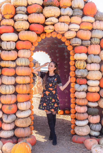 Pumpkins and Spiders and Mice, oh my!